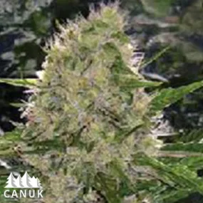 SEE038: Critical Mass AUTO FEMINIZED 5 Seeds